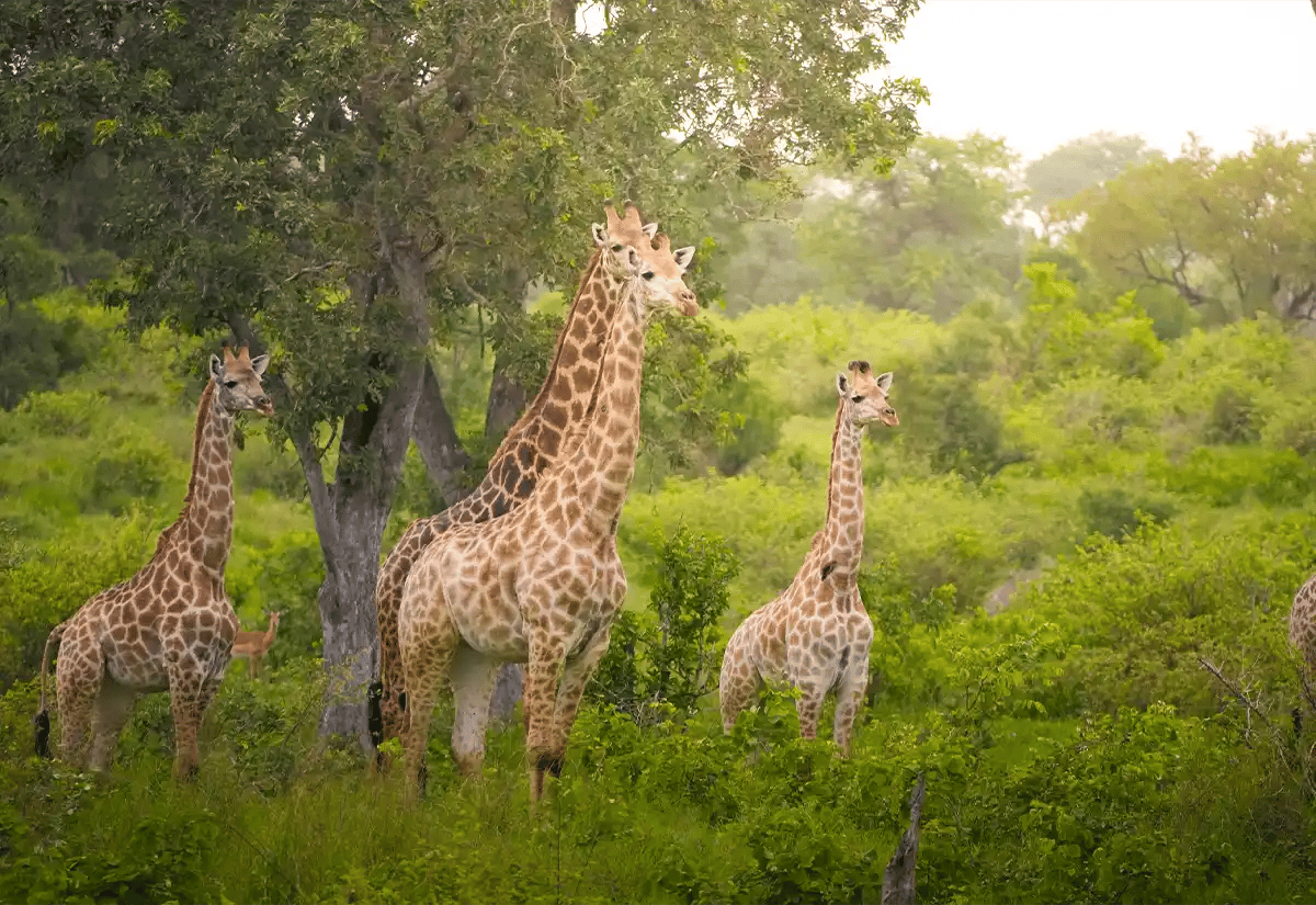 Giraffes in the forest March
