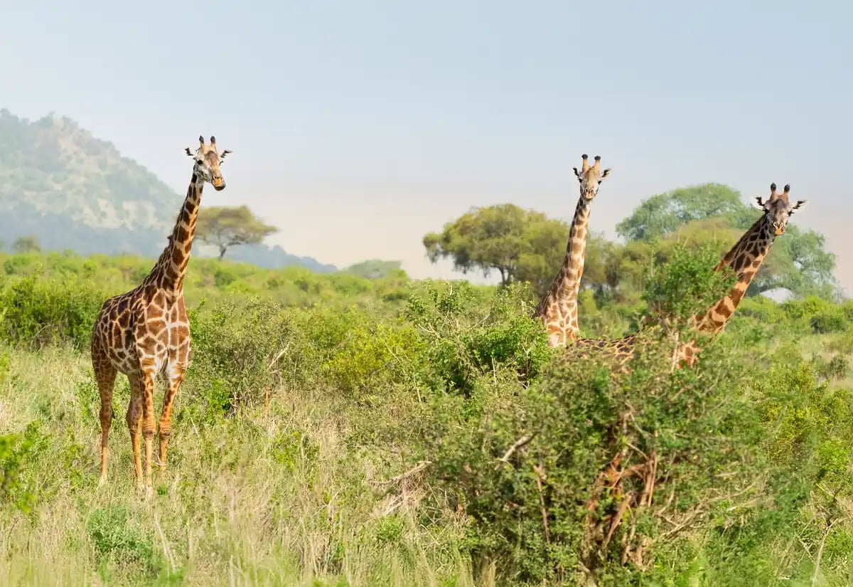 Giraffes in the prairie March
