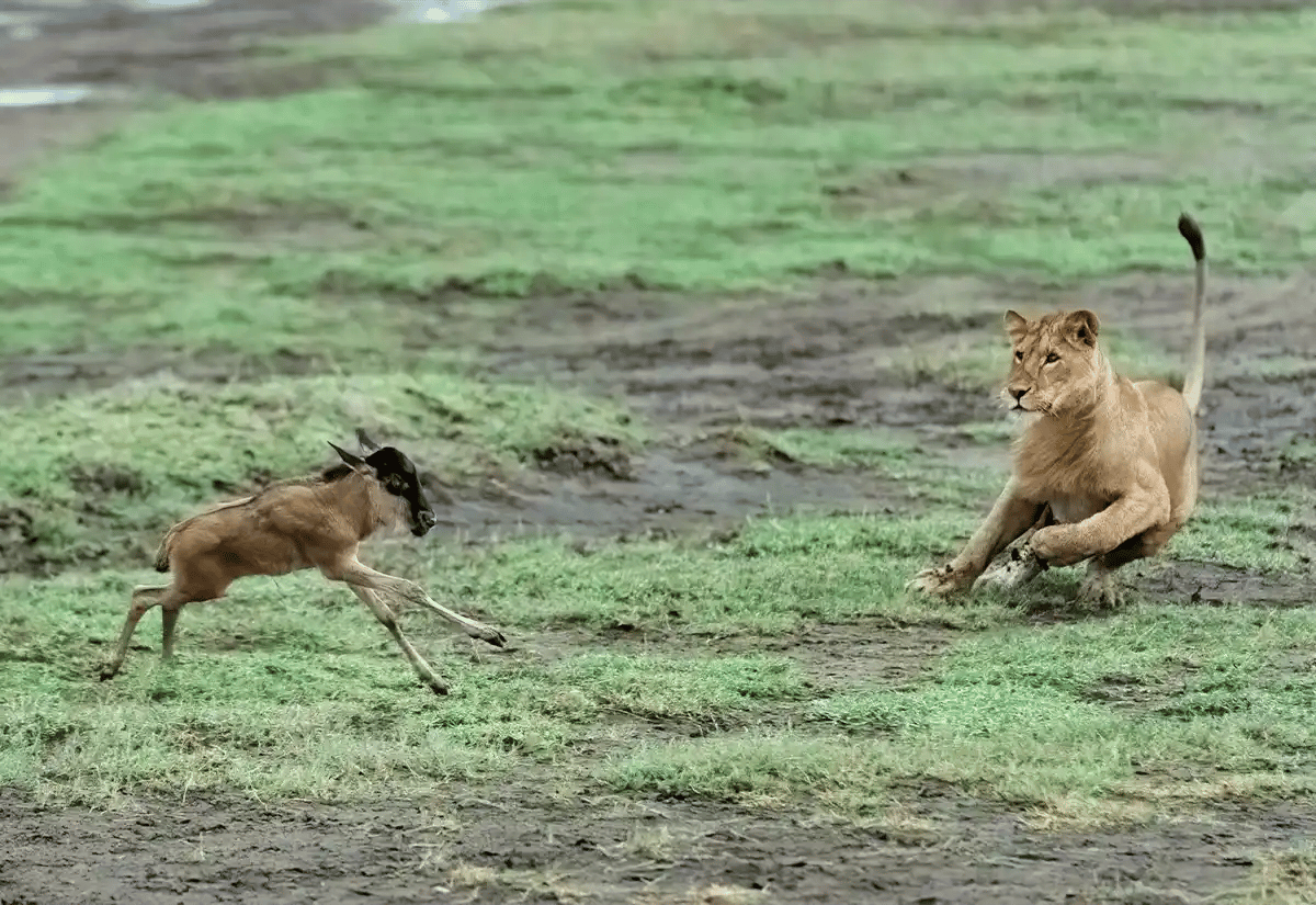 Lioness hunting a wildebeest foal March