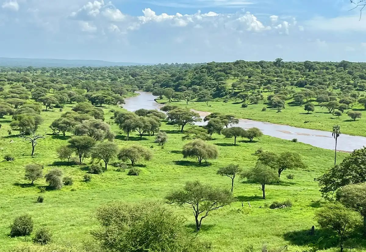 Green forest with river May