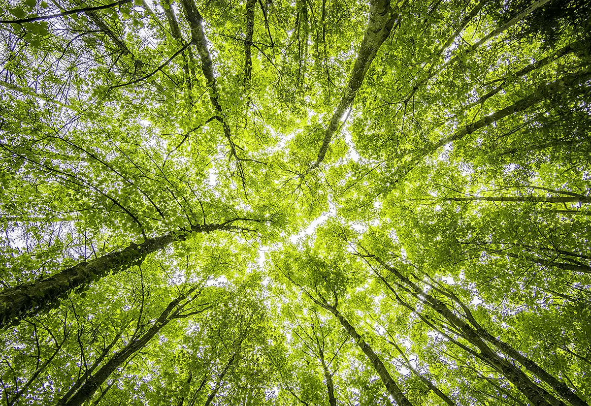 Top view of trees May