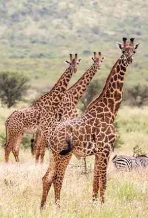 Giraffes at Mikumi National Park copy