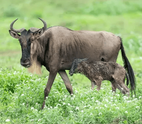 Wildebeest with a foal in Ndutu