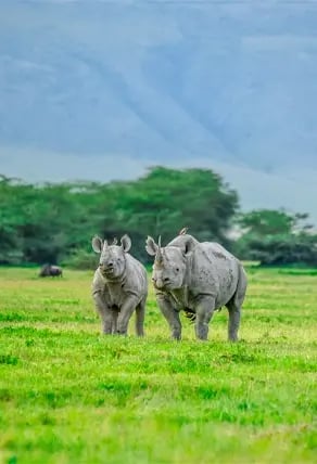 Rhinoceros in Ngorongoro