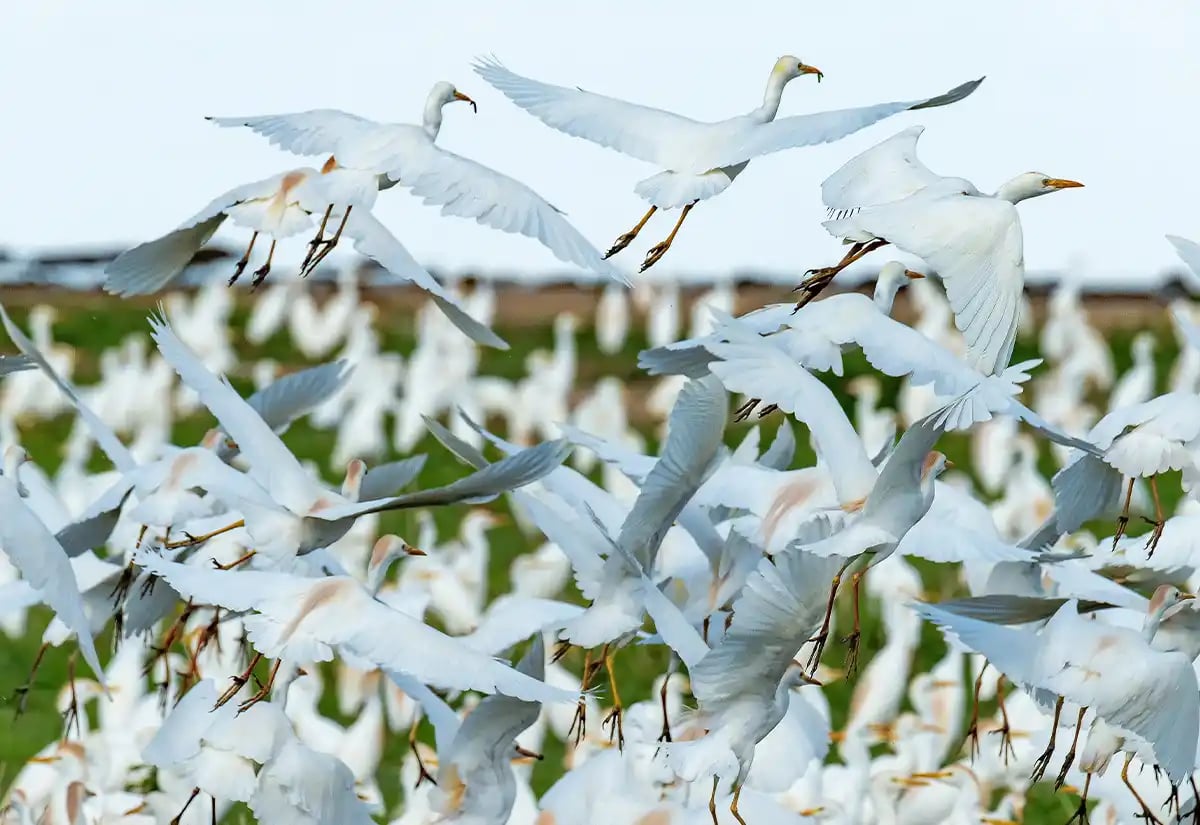 Migratory birds flying November