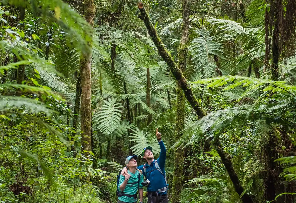 Couple in the forest November