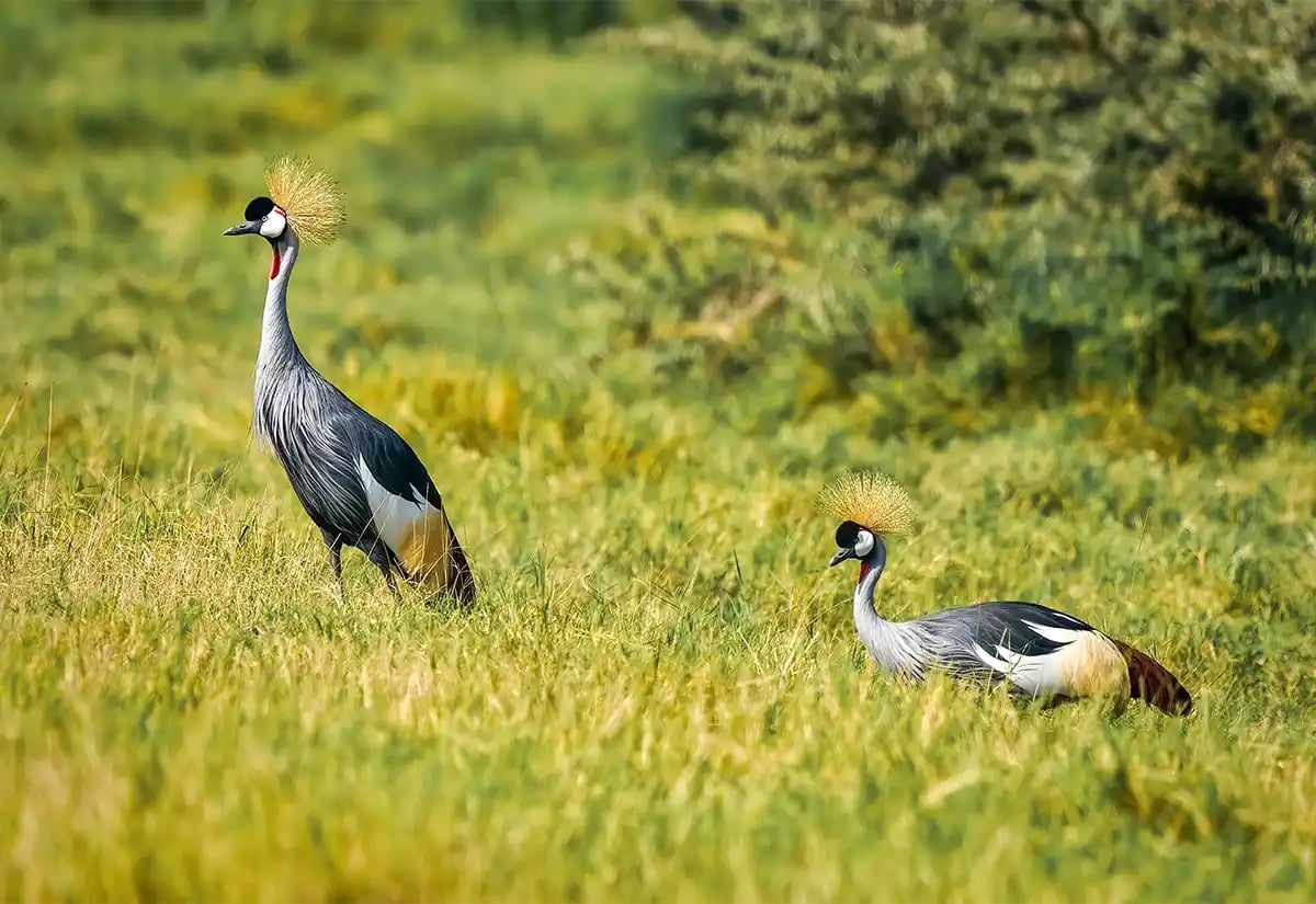 Balearica birds in the prairie November