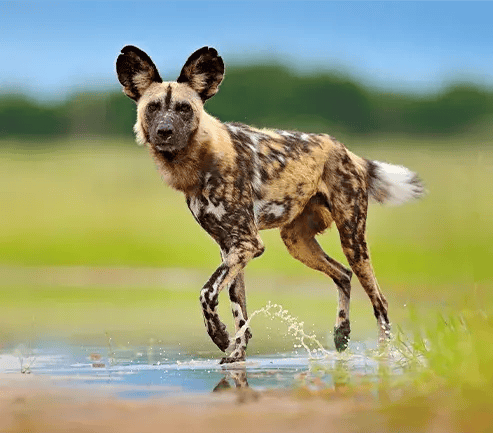 Wild dog walking in Nyerere
