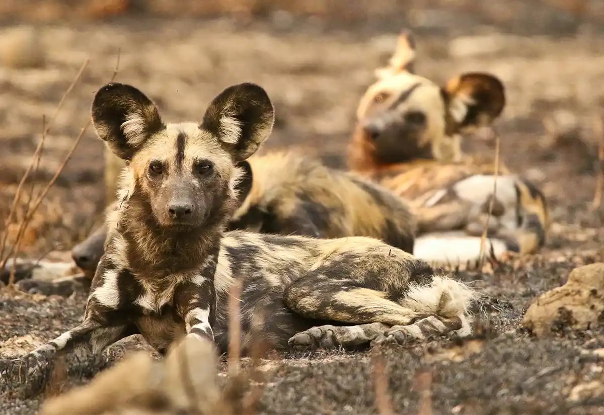 Wild dogs resting October