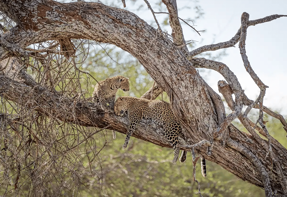 Leopards on a tree October