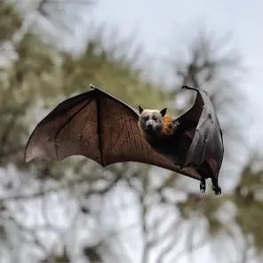 Pemba Flying Fox
