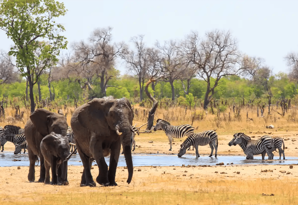 Elephants and Zebras in the prairie September