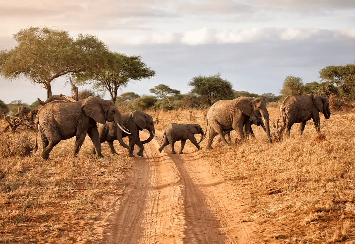 Family of Elephant crossing the road September