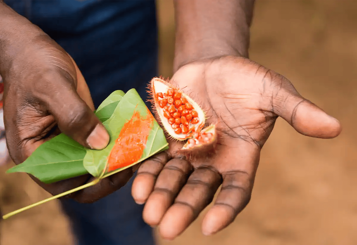 Hand holding an achiote plant September