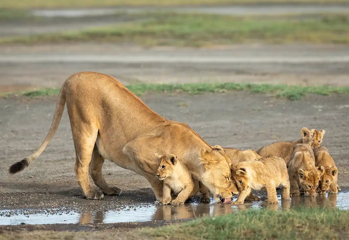 Lioness with cubs in a river September