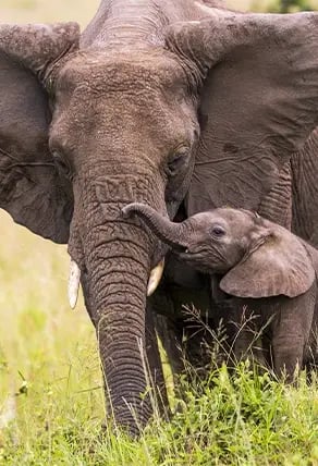 Elephants in Tarangire National Park
