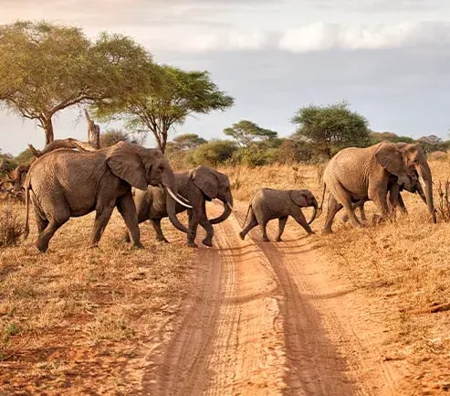 Elephants crossing a road at Tarangire