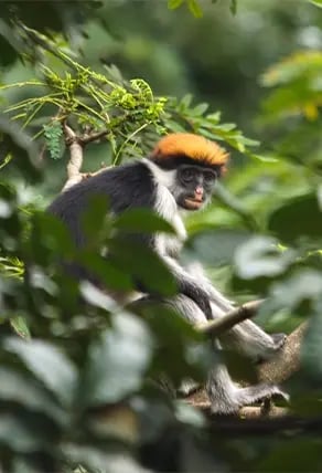 Monkey at Udzungwa Mountain National Park