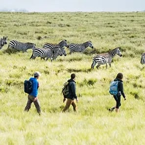Walking Safari and Nature Walk