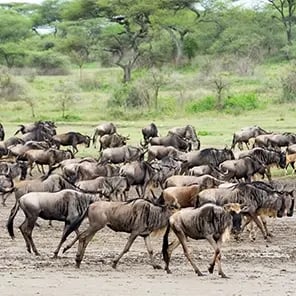Wildebeest Migration
