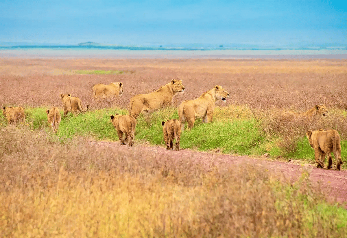Lions in the prairie September