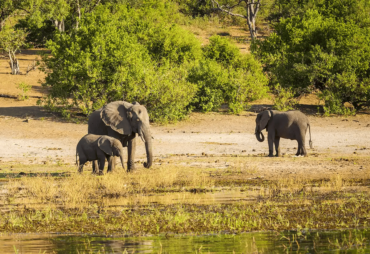 Elephants in the lake September