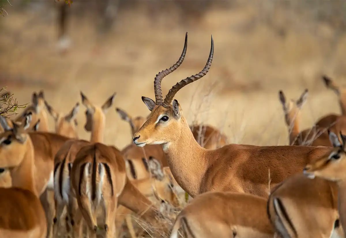 Antelopes in the prairie September