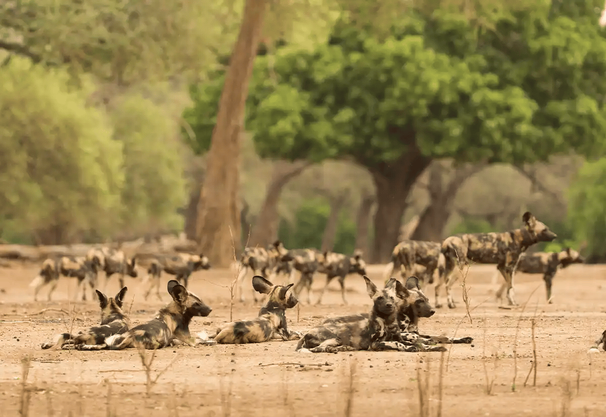Wild dogs in the plains at Katavi September
