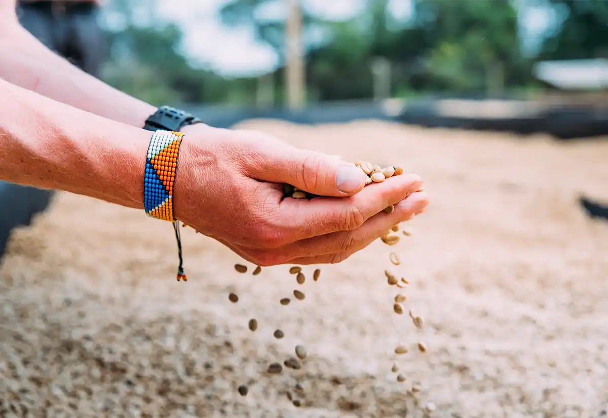 Hands holding seeds September