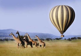 Only the Best Serengeti Tours Include These 5 Things…