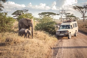 What to Look for in the Best Serengeti Safari Guide
