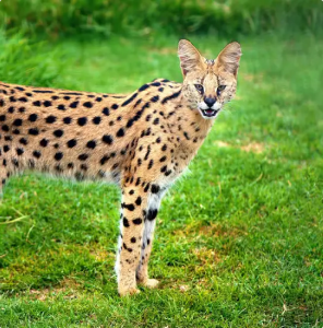 Serval