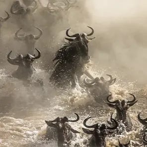 The Great Wildebeest Migration