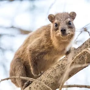 Tree Hyrax