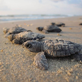 Turtles on Beach