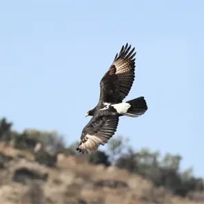 Verreaux’s Eagle