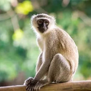 Vervet Monkeys
