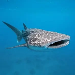 Whale Sharks