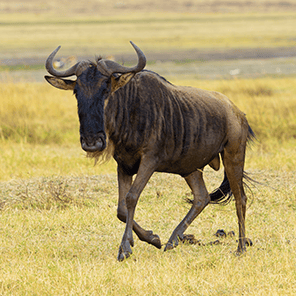 Wildebeest