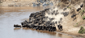 Plan a Visit During the Best Time to Visit the Serengeti