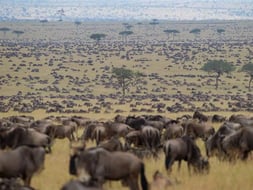 How many animals are there in Serengeti?