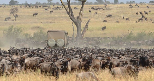 See the Great Migration on a Bucket-List Serengeti Safari Tour