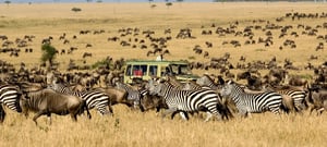 Everything You Need to Know About Great Migration Safaris