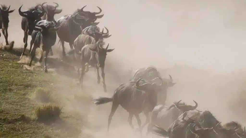 How to plan and book a wildebeest migration safari