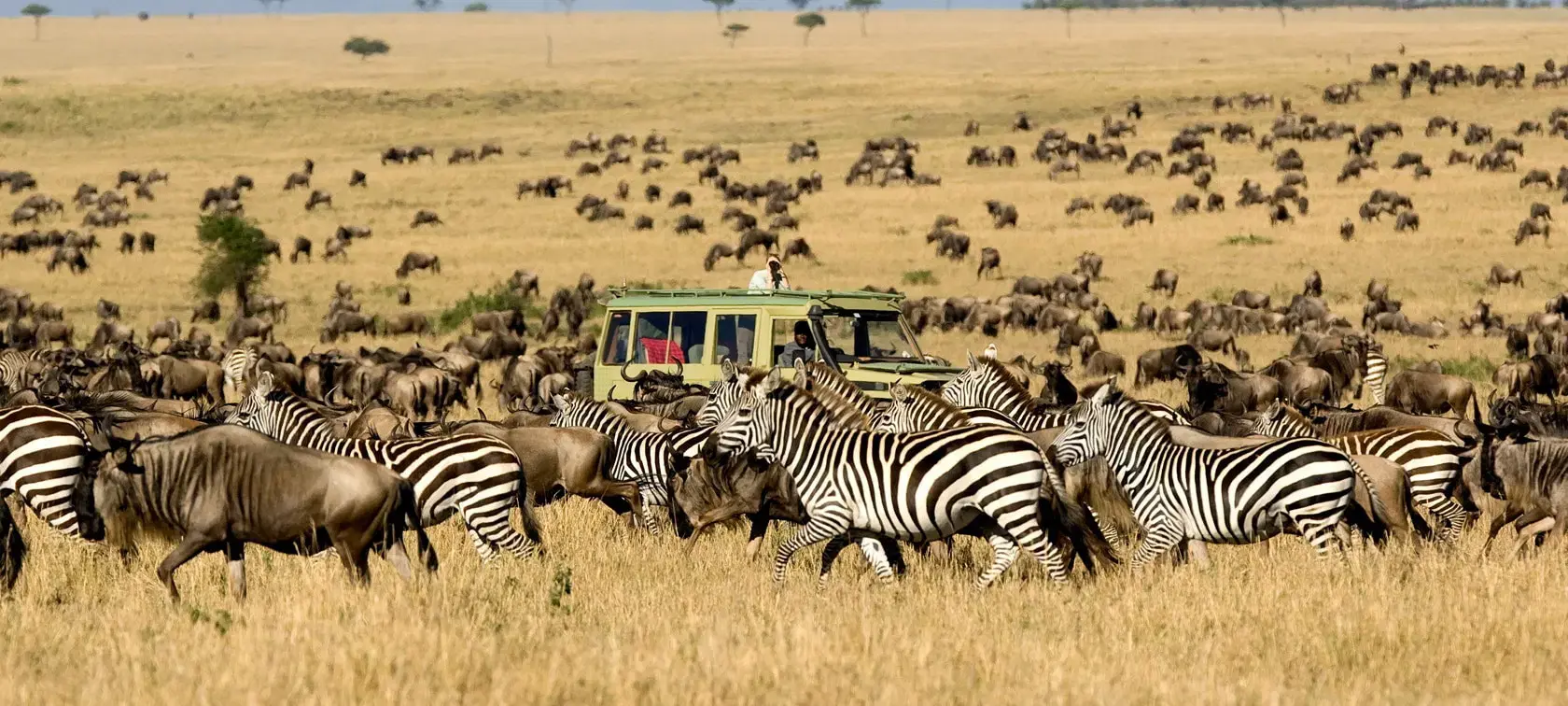 Everything You Need to Know About Great Migration Safaris